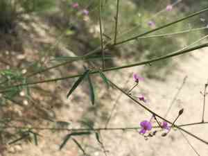 Pine barren ticktrefoil(Desmodium strictum)