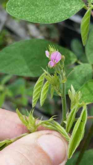 Florida beggar weed(Desmodium tortuosum)