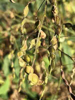 Florida beggar weed(Desmodium tortuosum)