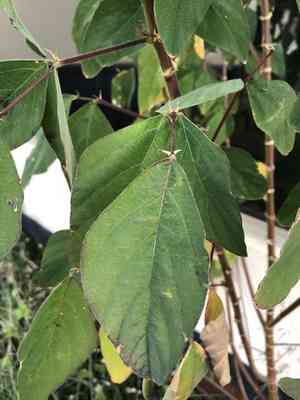 Florida beggar weed(Desmodium tortuosum)