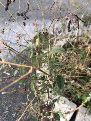 Florida beggar weed(Desmodium tortuosum)