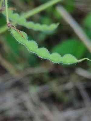 Silverleaf desmodium(Desmodium uncinatum)