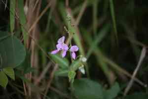 Silverleaf desmodium(Desmodium uncinatum)