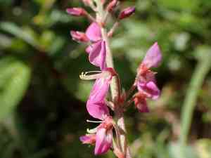 Silverleaf desmodium(Desmodium uncinatum)
