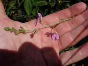 Silverleaf desmodium(Desmodium uncinatum)