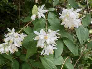 Crenate pride-of-rochester(Deutzia crenata)