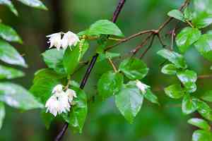 Crenate pride-of-rochester(Deutzia crenata)