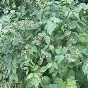 Crenate pride-of-rochester(Deutzia crenata)