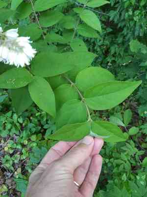 Crenate pride-of-rochester(Deutzia crenata)