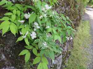 Slender deutzia(Deutzia gracilis)