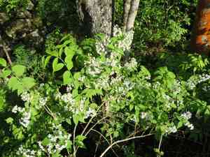 Slender deutzia(Deutzia gracilis)