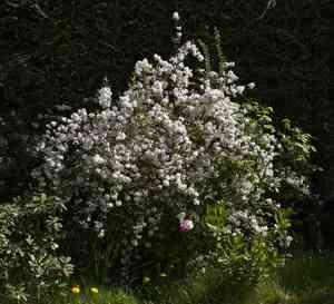 Slender deutzia(Deutzia gracilis)