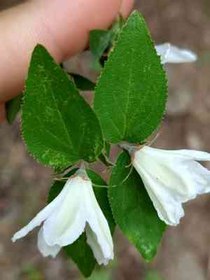 Early deutzia(Deutzia grandiflora)