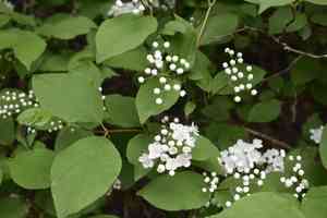 Mongolian pride-of-rochester(Deutzia parviflora)