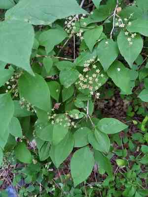 Mongolian pride-of-rochester(Deutzia parviflora)