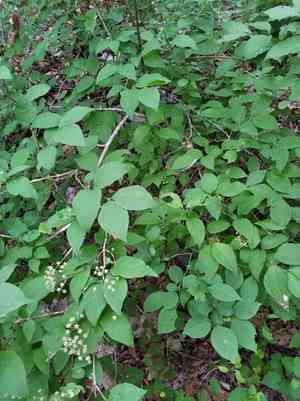 Mongolian pride-of-rochester(Deutzia parviflora)