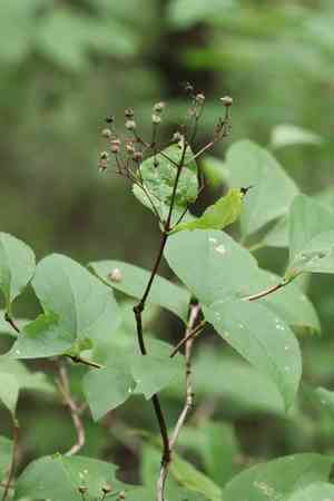Mongolian pride-of-rochester(Deutzia parviflora)
