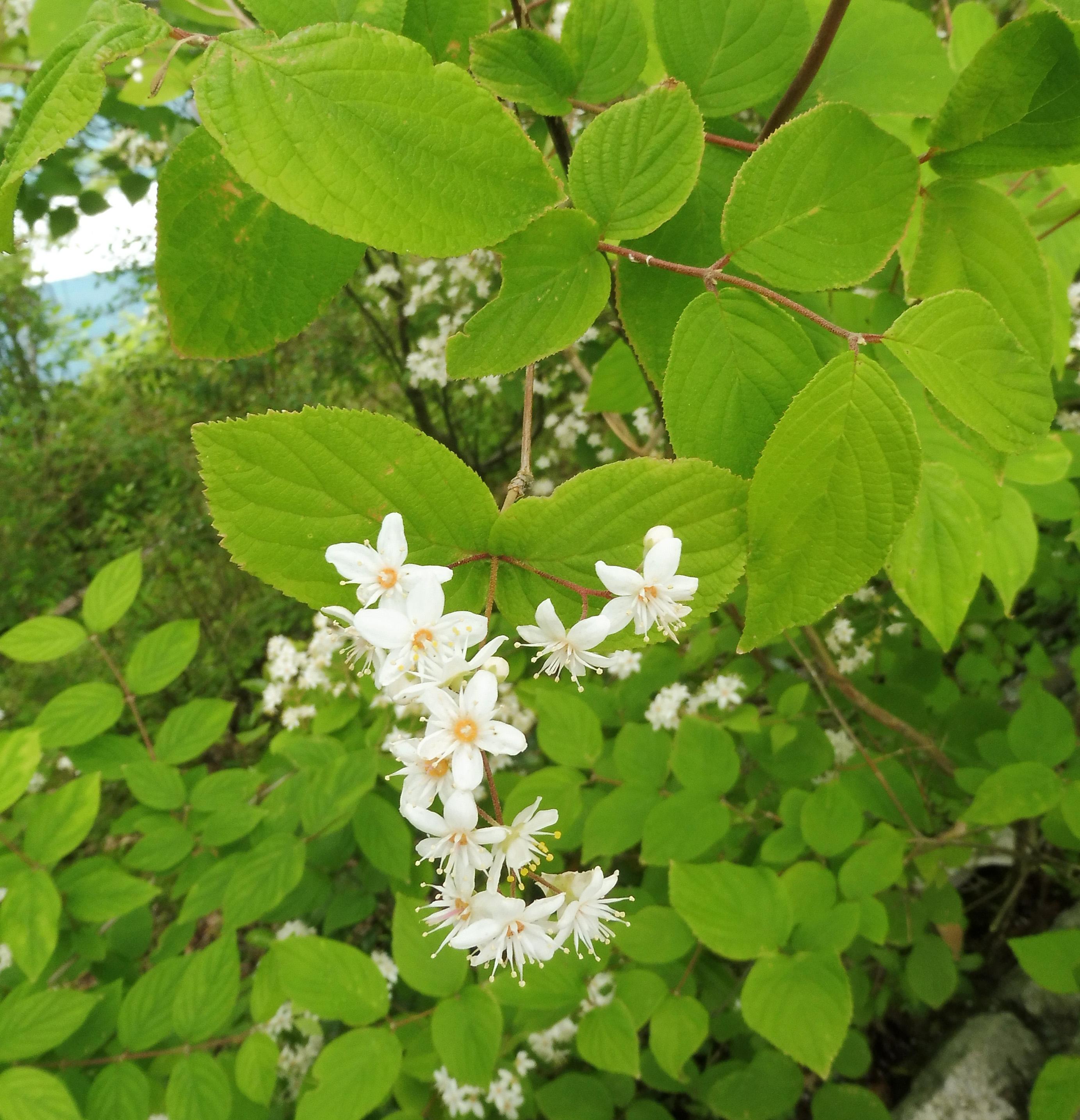 Fuzzy pride-of-rochester