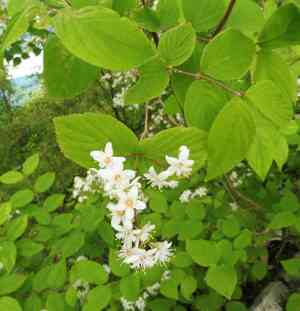 Fuzzy pride-of-rochester(Deutzia scabra)