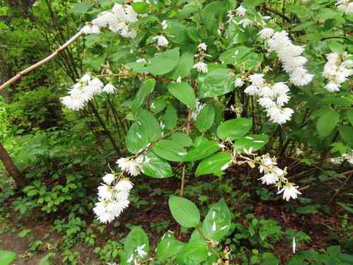 Fuzzy pride-of-rochester(Deutzia scabra)