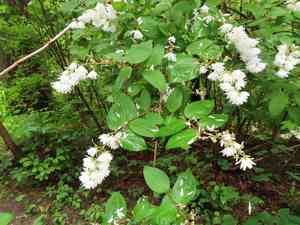 Fuzzy pride-of-rochester(Deutzia scabra)