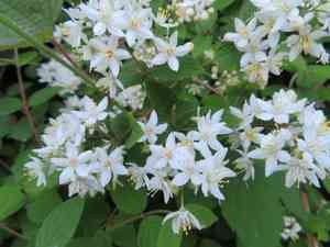 Fuzzy pride-of-rochester(Deutzia scabra)