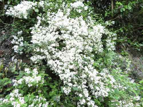 Fuzzy pride-of-rochester(Deutzia scabra)