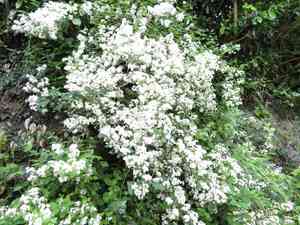 Fuzzy pride-of-rochester(Deutzia scabra)
