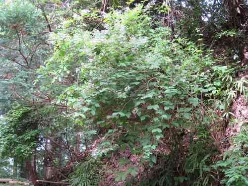 Fuzzy pride-of-rochester(Deutzia scabra)