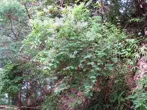Fuzzy pride-of-rochester(Deutzia scabra)