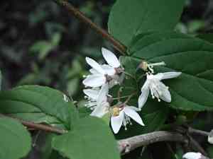Taiwan deutzia(Deutzia taiwanensis)