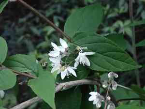 Taiwan deutzia(Deutzia taiwanensis)