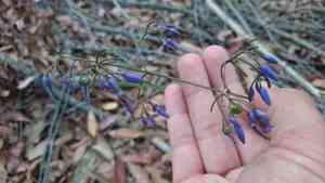 Cerulean flaxlily(Dianella caerulea)