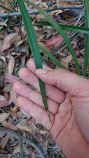 Cerulean flaxlily(Dianella caerulea)