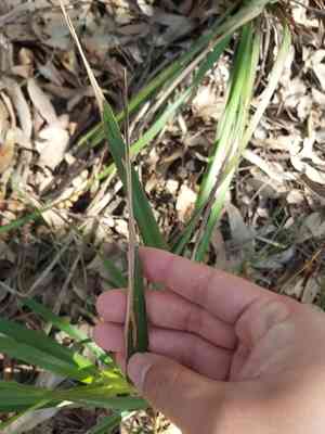 Cerulean flaxlily(Dianella caerulea)