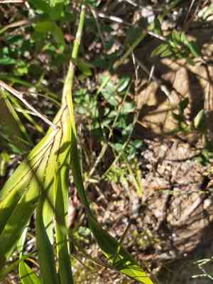 Cerulean flaxlily(Dianella caerulea)