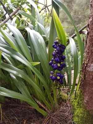'uki'uki(Dianella sandwicensis)