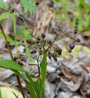'uki'uki(Dianella sandwicensis)