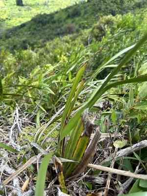 'uki'uki(Dianella sandwicensis)