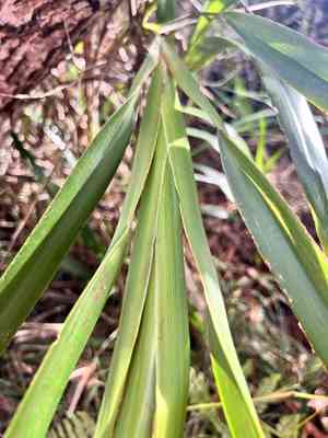 'uki'uki(Dianella sandwicensis)