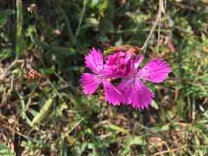 Carthusian pink(Dianthus carthusianorum)