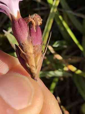 Carthusian pink(Dianthus carthusianorum)