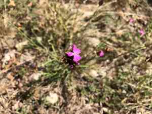 Carthusian pink(Dianthus carthusianorum)