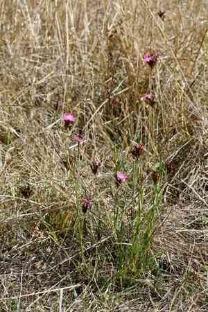 Carthusian pink(Dianthus carthusianorum)