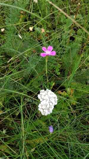 Maiden pink(Dianthus deltoides)