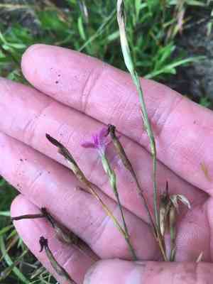 Maiden pink(Dianthus deltoides)