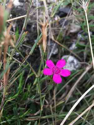Maiden pink(Dianthus deltoides)