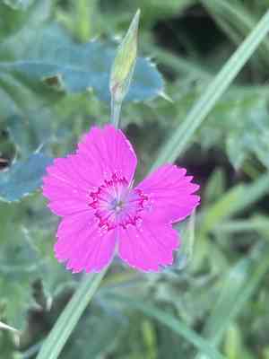 Maiden pink(Dianthus deltoides)