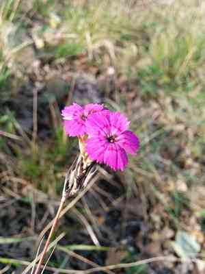 Sequier's pink(Dianthus seguieri)
