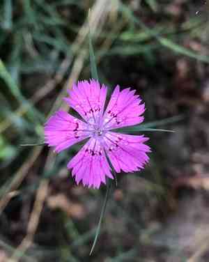 Sequier's pink(Dianthus seguieri)